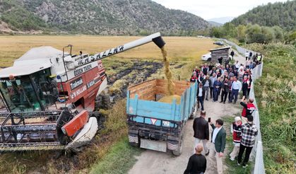 Kastamonu'da 220 dekar alanda çeltik hasadı yapıldı