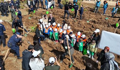 Kastamonu genelinde 210 bin fidan dikilecek