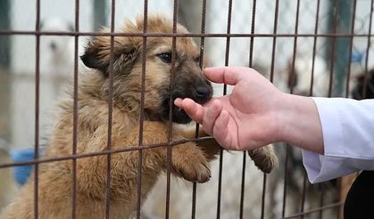 Kastamonu'da 'Sahipsiz Hayvanları Koruma Birliği' kurulmasına karar verildi