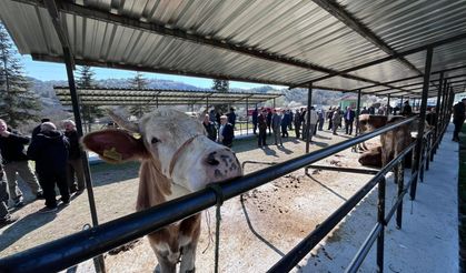 Taşköprü’de kurbanlık pazarı hareketlendi, pazarlıklar başladı