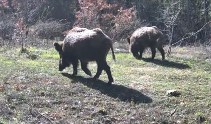 Yaban hayvanları fotokapanla görüntülendi