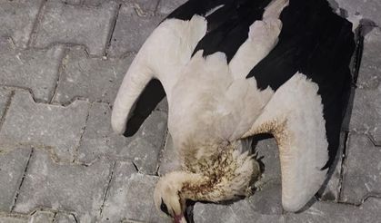 Hanönü'de yüksek gerilim hattına kapılarak telef oldu