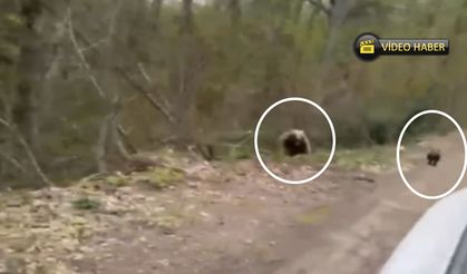 Kastamonu’da yaban hayatı kamerada: Karaca ve ayı ailesi görüntülendi