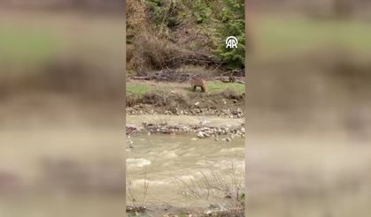 Kastamonu'da dere kenarına inen ayı görüntülendi