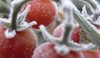 Kastamonu'da üreticiler için kritik uyarı yapıldı!