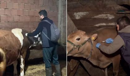 Kastamonu'da veteriner hekimler köy köy gezerek hayvanları aşılıyor