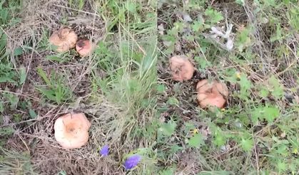 Taşköprü’de doğa şenlendi: Kanlıca mantarı sezonu açıldı