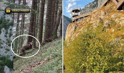 Kastamonu’da Valla Kanyonu’nda ayı paniği: Burun buruna geldiler!
