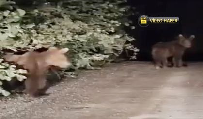 Kastamonu’da yolda beliren ayı sürücüyü şaşırttı