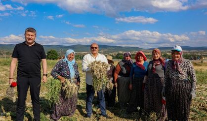 Taşköprü sarımsağında hasat başladı: Başkan Arslan üreticilerle buluştu