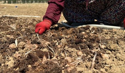 Kilogramı 650 bin TL’ye kadar çıktı: Safranbolu’da safran mesaisi başladı