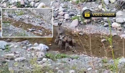 Kastamonu'da domuz ve yavruları kameraya yakalandı