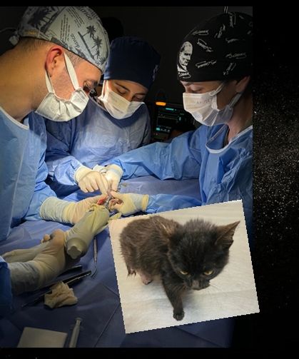 Kastamonu'da iki aylık kedi ameliyata alındı, başarılı operasyonla hayata tutundu