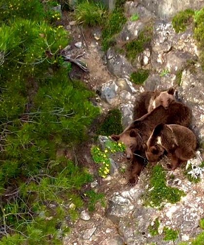 Anne boz ayı, yavruları ile kameraya yakalandı (Video haber)