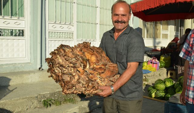 Kastamonu'da 37 kiloluk dev mantar buldu..!
