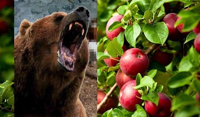 Gocaoğlan bu kez bahçedeki elmaları yedi..!