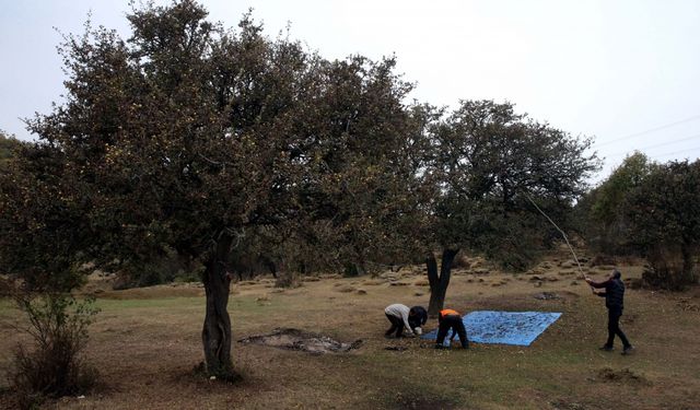 Tokat'ta rehabilite edilen alıç ağaçlarının meyvesinden gelir sağlanacak