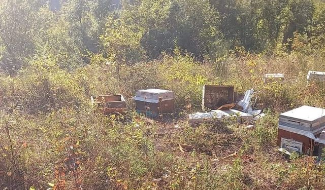 Balı çok seviyorlar: Kastamonu'da bir ayı, iki arı kovanını parçaladı!