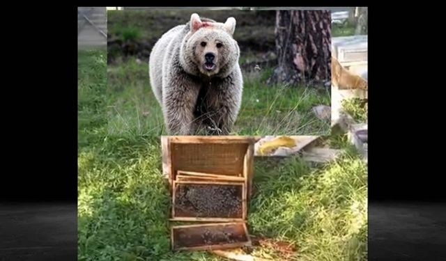 Yine ayılar, yine arı kovanları..!