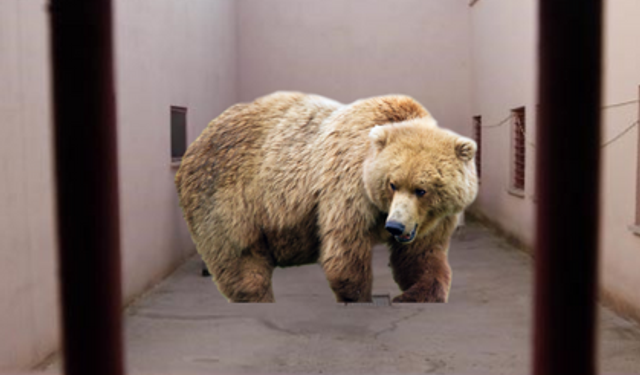 Kastamonu'da ayılar cezaevine girdi!