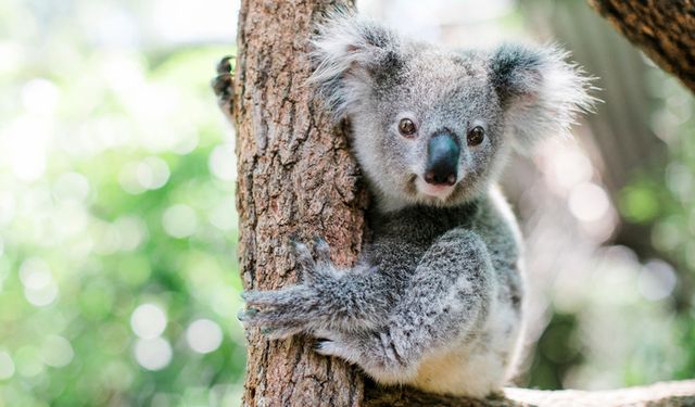 Rüyada koala görmek nedir? Rüyada koala görmek neye işaret?