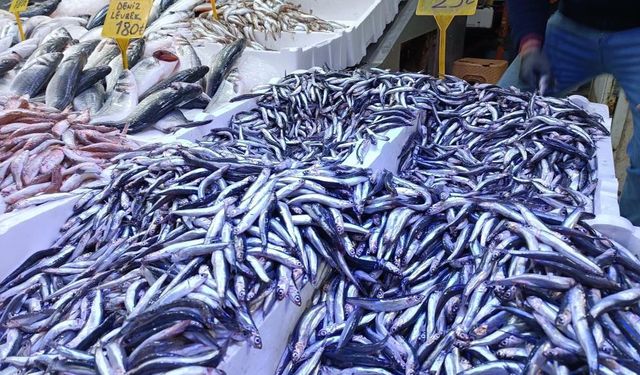 Kilosu 25 TL’ye düşen hamsi kapış kapış gitti!