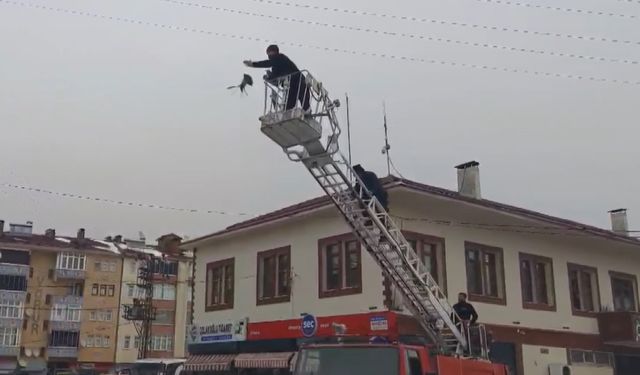 Kastamonu'da elektrik direğine takılan güvercini kurtardılar!