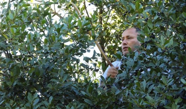 Kastamonu’da yeni gelir kapısı: Üretimi katlanarak artıyor