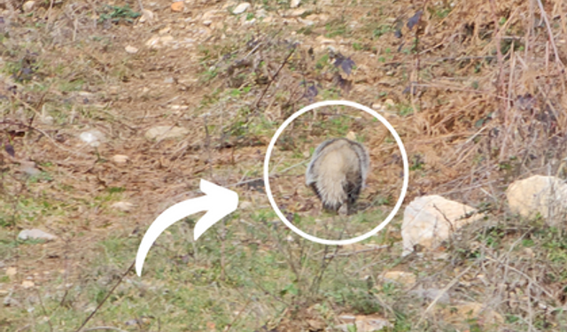 Nesli tehlike altında olan hayvan Kastamonu'da görüntülendi!