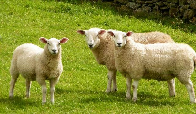 Kastamonu’da duyuruldu: Destek başvuruları başladı