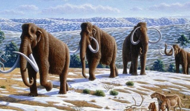 Yıllar süren çalışmanın ardından mamutlar geri gelebilir!