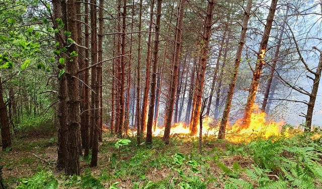 Kastamonu'da çıkan orman yangınında son dakika!