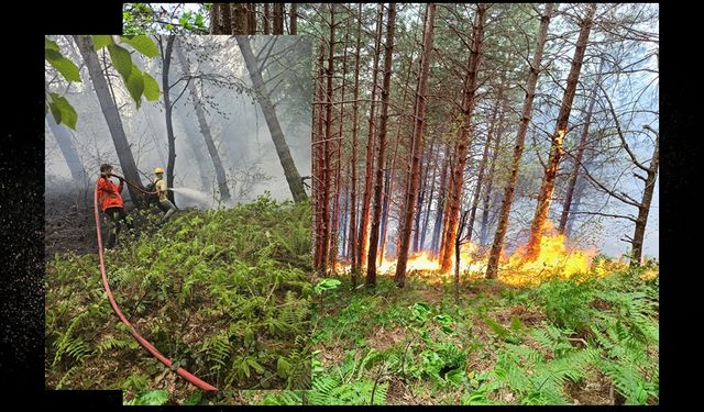Kastamonu'da orman yangını çıktı! Kontrol altına alınmaya çalışılıyor