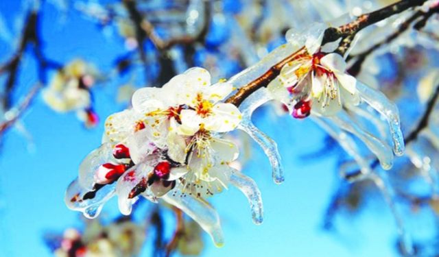 Listede Kastamonu'da var: Zirai Don Nedeniyle 65 İlde Çiftçilere Destek Ödemesi Yapılacak