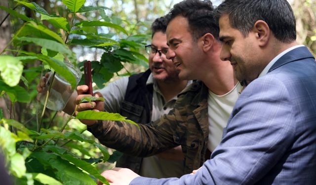 Kastamonu'nun ilçesinde kestane ormanlarına 'Torymus sinensis' böceği salındı