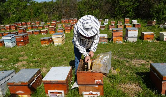 Kastamonu’da gezginci arıcılıkta yeni dönem
