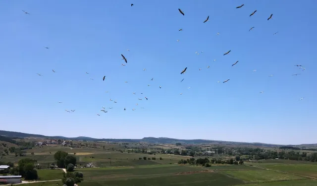 Kastamonu'da 'Leyleklerin dansı' hayran bıraktı!