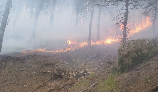 Çorum'da çıkan orman yangınında 2 hektarlık alan zarar gördü