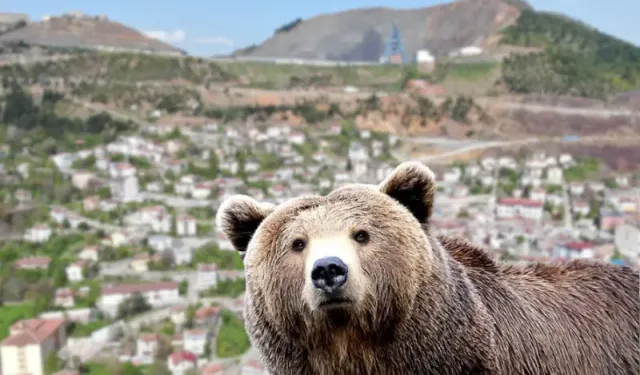 Kastamonu'da sık sık görülüyor! Yerleşim yerlerini mesken tuttu!