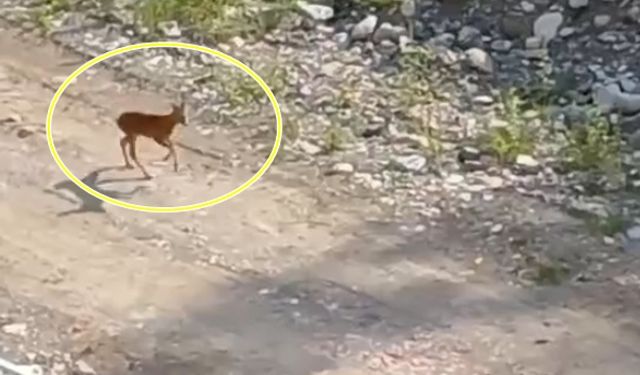 Sevimli karaca Kastamonu'da kameraya yakalandı (görüntülü haber)