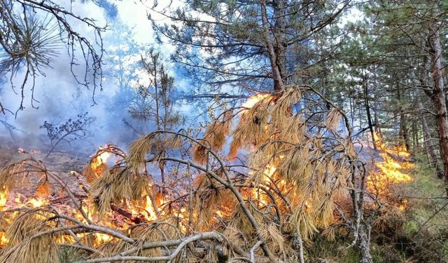 Kastamonu'da orman yangını çıktı!