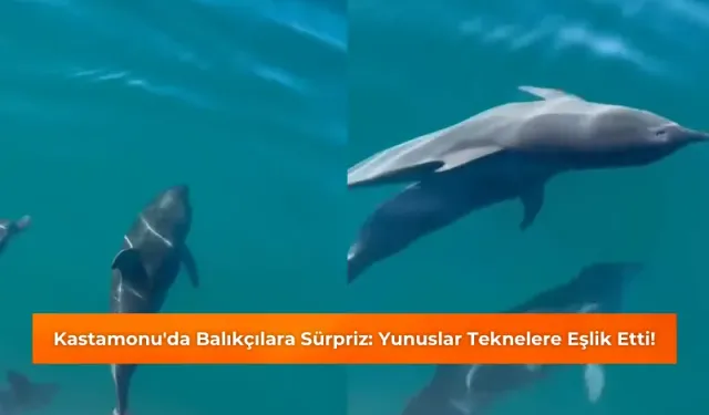 Kastamonu'da Balıkçılara Sürpriz: Yunuslar Teknelere Eşlik Etti!