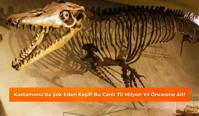 Kastamonu'da Şok Eden Keşif! Bu Canlı 70 Milyon Yıl Öncesine Ait!