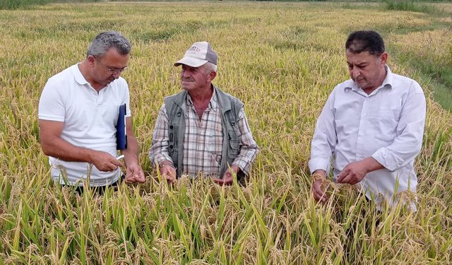 Kastamonu'da beyaz altında hasat başladı