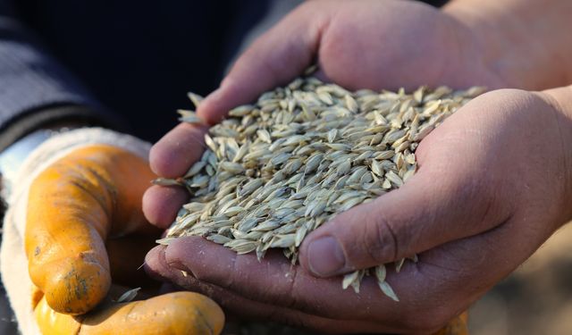 Kastamonu'da 12 bin yıllık buğdayın atası yeniden toprakla buluştu