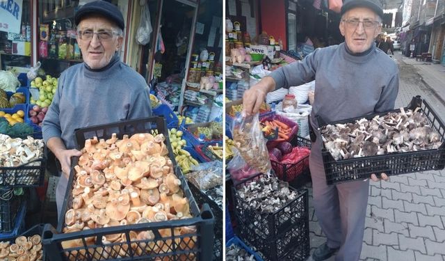 Kastamonu'da güneşi gören kanlıca mantarı yine tezgaha geldi