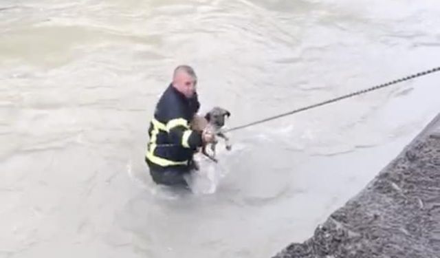 Kastamonu'da kurtarma operasyonu: İtfaiyeci dereye girdi!