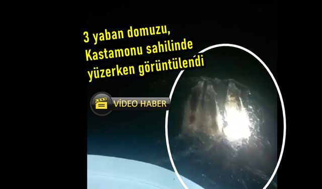 Domuzlar denizin keyfini çıkardı: Kastamonu'da 3 yaban domuzu yüzerken görüntülendi (görüntülü haber)