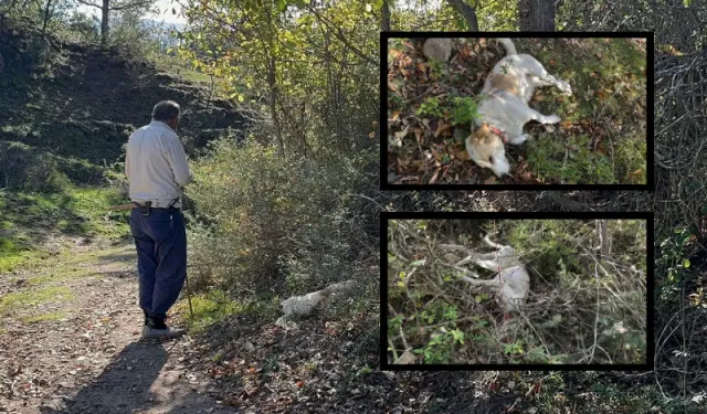 Kastamonu'da komşu kavgası: 3 köpeğini bıçakladı!