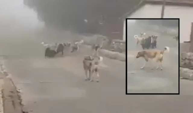 Kastamonu'da sokak köpekleri vatandaşları tedirgin ediyor!